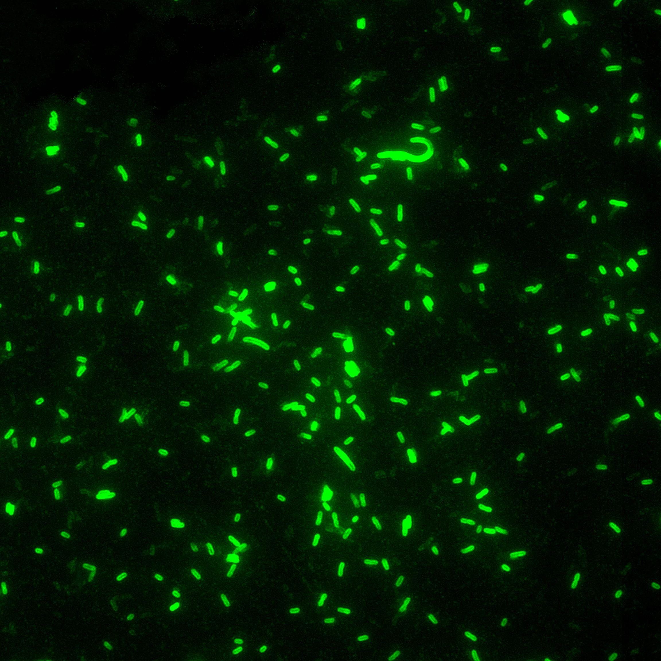 Bactérias Yersinia pestis observadas ao microscópio com coloração fluorescente em imagem de arquivo do CDC